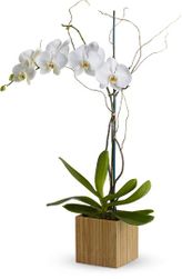 phalaenopsis orchid