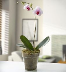 Phalaenopsis orchid