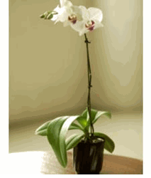 Phalaenopsis Orchid