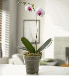 Phalaenopsis orchid
