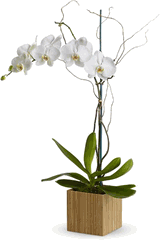 phalaenopsis orchid