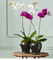 Phalaenopsis Orchid