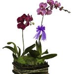 Phalaenopsis orchid( Hoa Lan Saigon)