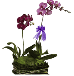 Phalaenopsis orchid( Hoa Lan Saigon)