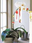 Phalaenopsis orchid Hoa lan tet 