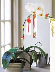 Phalaenopsis orchid Hoa lan tet 