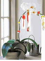 Phalaenopsis orchid Hoa lan tet 