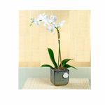 Phalaenopsis orchid- Lan Ho Diep Trang
