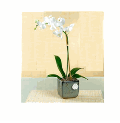Phalaenopsis orchid- Lan Ho Diep Trang