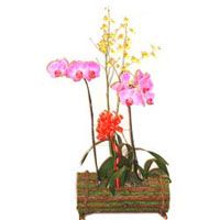  Phalaenopsis Orchid & Oncidium Orchid