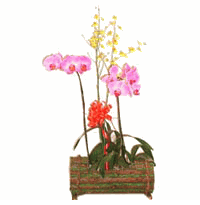  Phalaenopsis Orchid & Oncidium Orchid