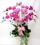 New Year's Phalaenopsis Orchid - Phong Lan