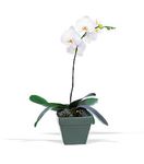 Phalaenopsis Orchid Plant