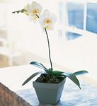 Phalaenopsis Orchid Plant