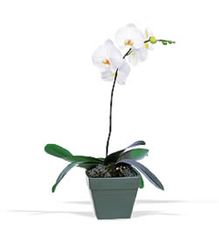 Phalaenopsis Orchid Plant