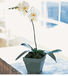 Phalaenopsis Orchid Plant
