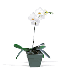 Phalaenopsis Orchid Plant