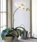 Phalaenopsis orchid Plants