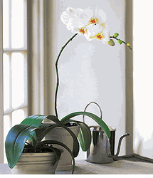 Phalaenopsis orchid Plants