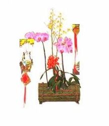 Phalaenopsis orchid three spays