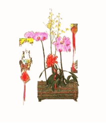 Phalaenopsis orchid three spays