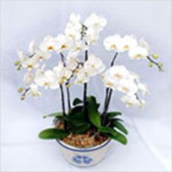 Phalaenopsis Orchid White 6 Sprays