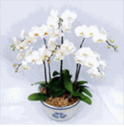 Phalaenopsis Orchid White 6 Sprays