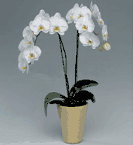 Phalaenopsis Orchids 