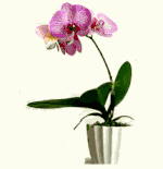 Phalaenopsis orchids