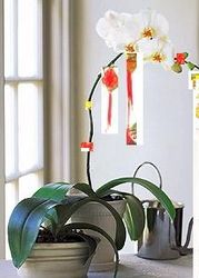 Phalaenopsis orchids