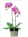 Phalaenopsis orchids