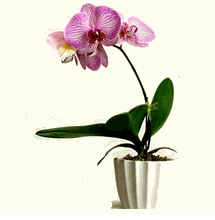Phalaenopsis orchids