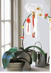 Phalaenopsis orchids