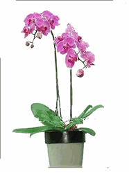 Phalaenopsis orchids