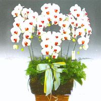 Phalanopsis