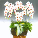 Phalanopsis