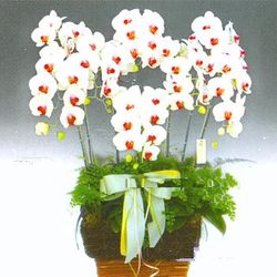 Phalanopsis
