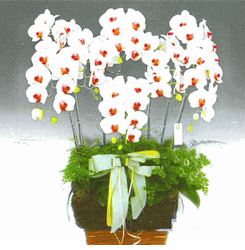 Phalanopsis