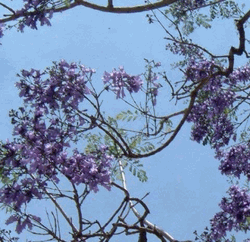 phuongtim