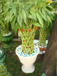 Pillar Arrangements- lucky bamboo 