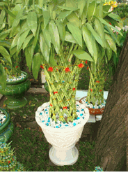 Pillar Arrangements- lucky bamboo 