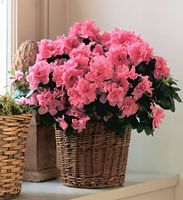 Pink Azalea