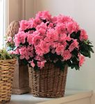 Pink Azalea