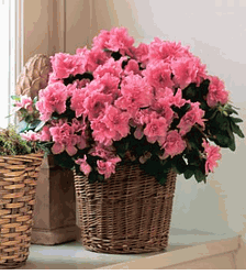 Pink Azalea