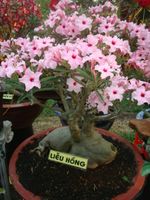 Pink bonsai