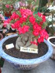 Pink bonsai