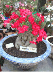 Pink bonsai