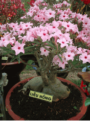 Pink bonsai