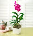 Pink Dendrobium Orchid Plant