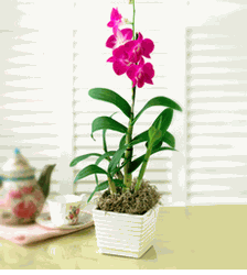 Pink Dendrobium Orchid Plant